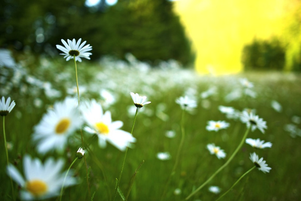 польові квіти
 - Фото, зображення