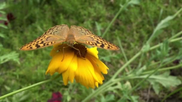 A small pearl shaking is swinging on an elastic flower stem.The pearls of the niobe are delighted with the solar corolla of the flickering.Small butterfly eating pollen yellow cosmos flower.Butterfly sits and sits. - Footage, Video