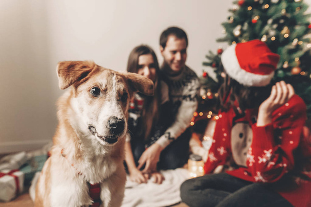 かわいい犬と座っている友人は背景にクリスマス ツリーを負担します。 - 写真・画像