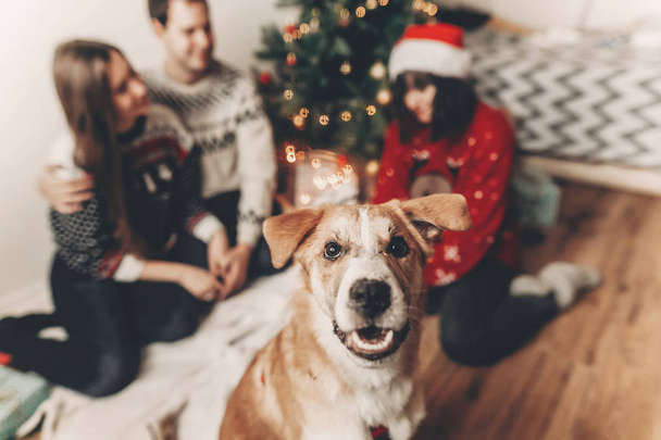 χαριτωμένος σκύλος αστεία ψάχνει στο μέτωπο και ευτυχισμένη οικογένεια κομψό σε πουλόβερ διασκεδάζοντας στο φόντο - Φωτογραφία, εικόνα