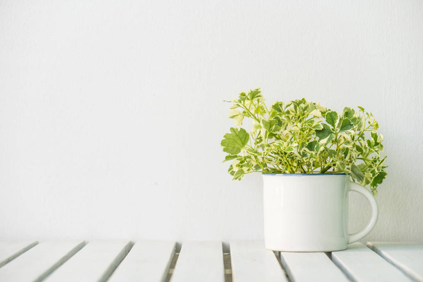 grüne Vasenpflanze auf dem Tisch mit Kopierraum - Foto, Bild