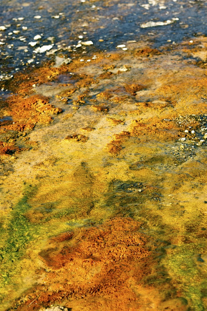 Yellowstone peukalo lähikuva
 - Valokuva, kuva