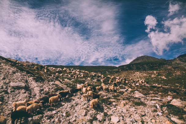 gregge di pecore al pascolo in montagne rocciose, Himalaya indiano, Passo Rohtang
 - Foto, immagini