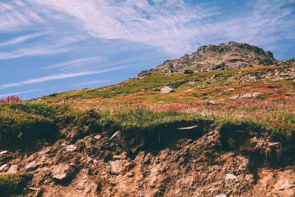 majestatyczne góry krajobraz z pięknych kwitnących kwiatów w indyjskich Himalajach, przełęcz Rohtang La. - Zdjęcie, obraz