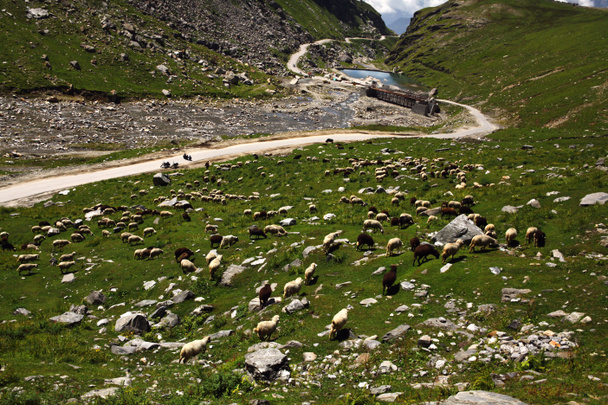 birka legelészik gyönyörű hegyi-völgy indiai Himalája, Rohtang-hágó - Fotó, kép