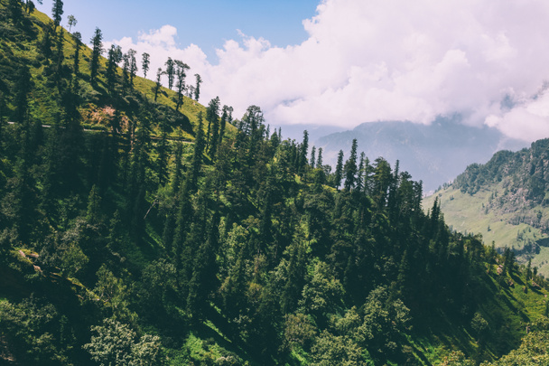 όμορφα δέντρα που φύονται σε γραφικά βουνά, Ινδικού Ιμαλάια, Rohtang Pass   - Φωτογραφία, εικόνα