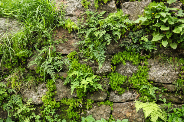 vista de cerca de la pared de piedra y helecho verde con musgo creciendo a través de piedras en Himalaya india, Dharamsala, Baksu
  - Foto, Imagen