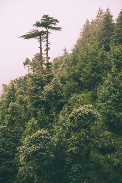 szép zöld fák, növekvő indiai Himalája, Dharamsala, Baksu - Fotó, kép