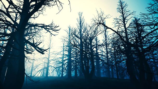 Erdő halott Misty Woods - Fotó, kép