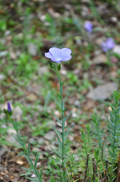 Blue flax (Linum narbonense) - Photo, Image