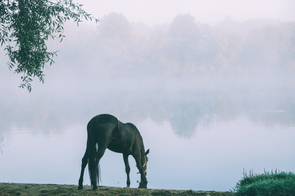 piękny czarny koń pasące się na zielonych pastwiskach w Ałtaju, Rosja  - Zdjęcie, obraz