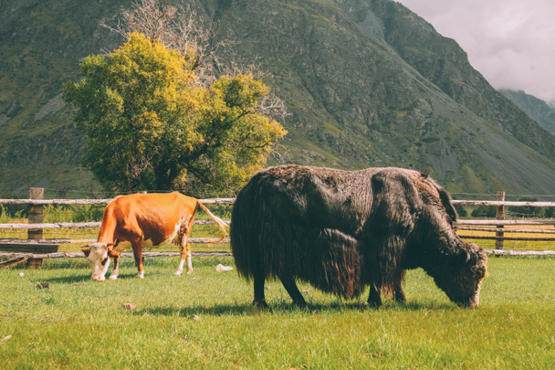 vache et bison
 - Photo, image