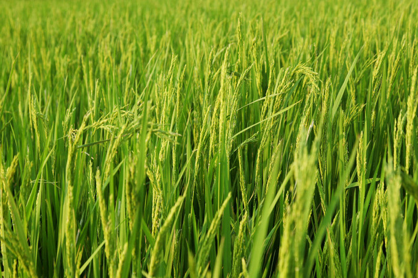 Молодые рисовые уши на зеленом поле
. - Фото, изображение