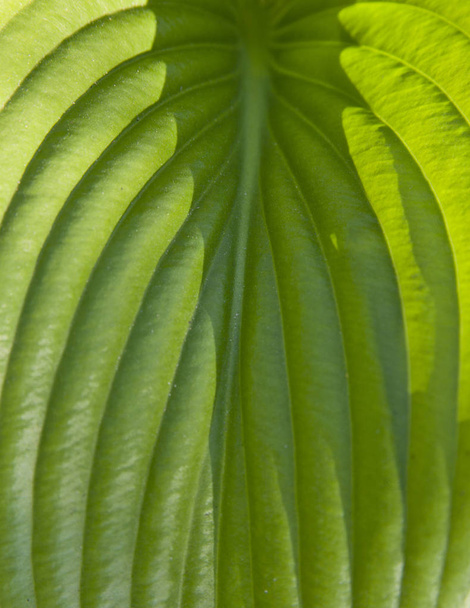 arka plan olarak doku yeşil yaprak - Fotoğraf, Görsel