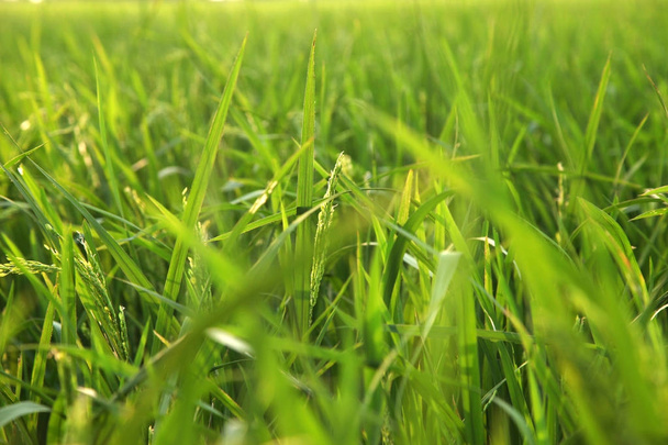 Jonge rijst oren in het groene veld. - Foto, afbeelding
