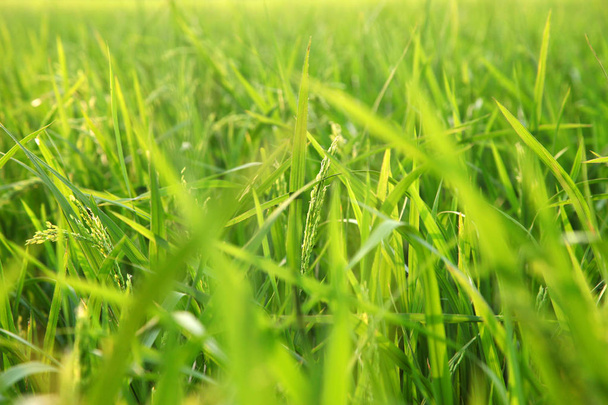 Νέοι ρύζι αυτιά στο πράσινο πεδίο. - Φωτογραφία, εικόνα