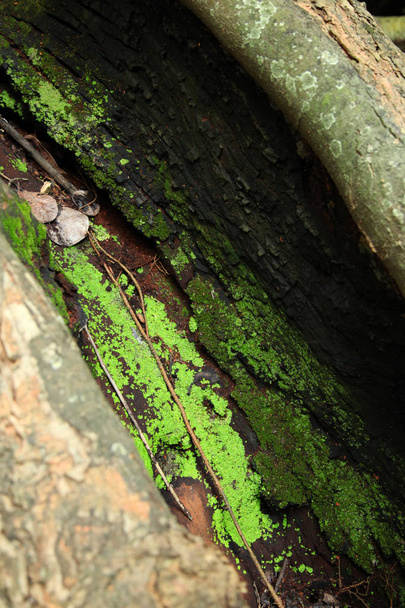 Racine d'arbre usée avec texture ondulée et mousse poussant dans les fissures
 - Photo, image