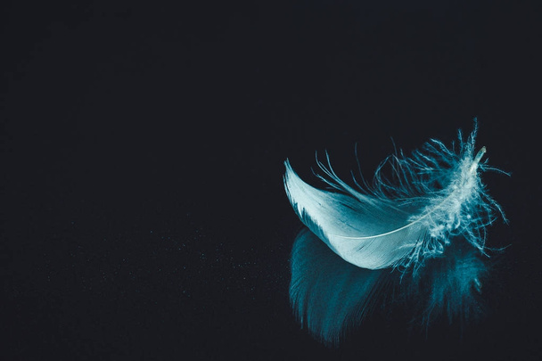 Feather on black mirrored surface background - Foto, imagen