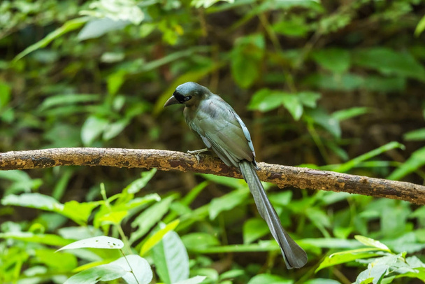 Lintu (maila-tailed treepie) luonnossa
 - Valokuva, kuva