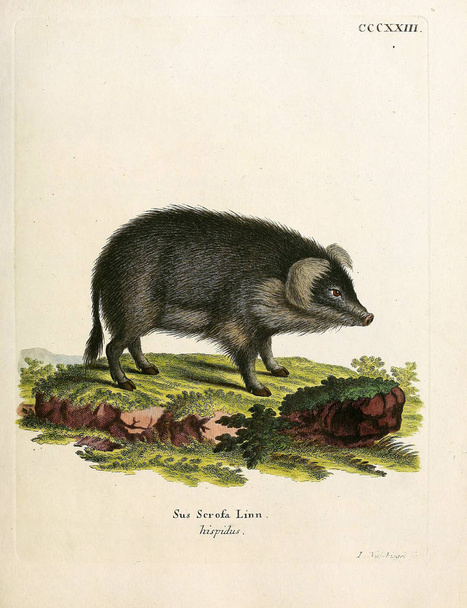 Illustration de porcs. Die Saugthiere in Abbildungen nach der Natur, mit Beschreibungen. 1778
 - Photo, image