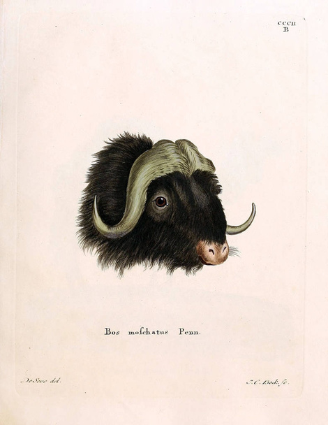 Ілюстрація корів. Die Saugthiere in Abbildungen nach der Natur, mit Beschreibungen 1778 - Фото, зображення