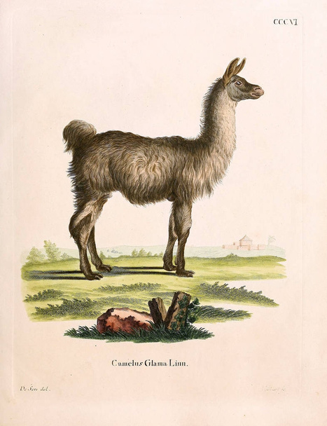Illustration d'un lama. Die Saugthiere in Abbildungen nach der Natur, mit Beschreibungen. 1778
 - Photo, image