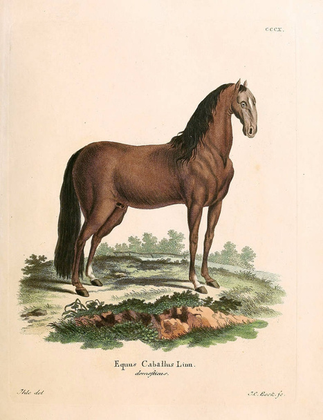 Illustration d'un cheval. Die Saugthiere in Abbildungen nach der Natur, mit Beschreibungen. 1778
 - Photo, image