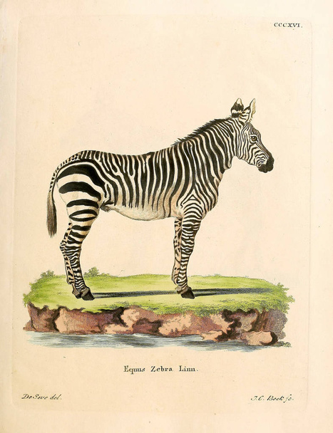 Ilustração de uma Zebra. Die Saugthiere em Abbildungen nach der Natur, mit Beschreibungen. 1778
 - Foto, Imagem