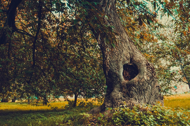 Κοίλα στο δέντρο φιλτραρισμένα - Φωτογραφία, εικόνα