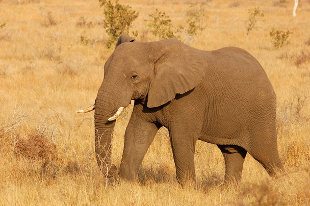Elefante africano
 - Foto, imagen