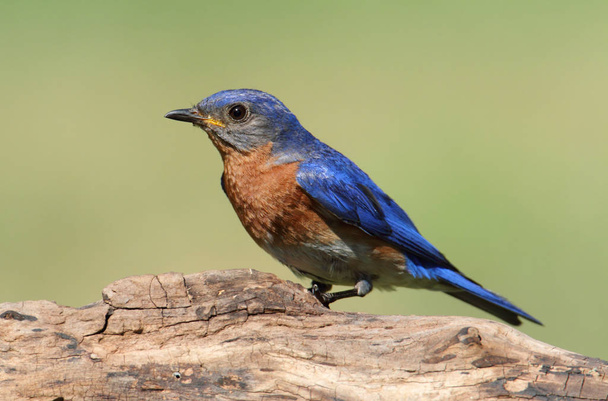 Uccello azzurro orientale maschio
 - Foto, immagini