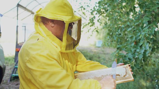 Beekeeper man cut off wax on honeycombs preparing to harvesting honye in apiary - Фото, изображение
