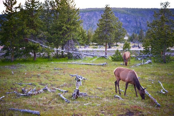 Yellowstone Wildlife - Valokuva, kuva