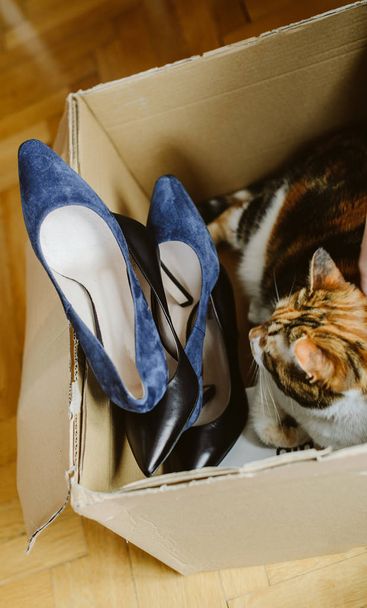 Macska játszik a cipős doboz, szülés után  - Fotó, kép