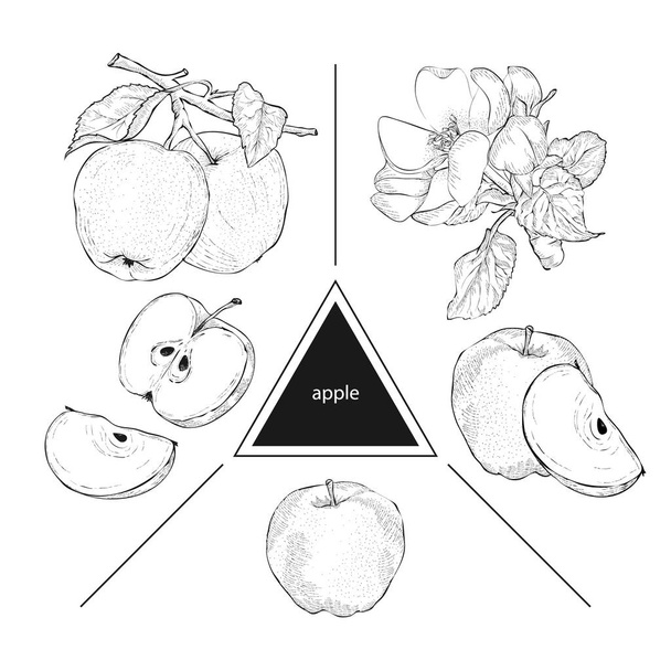 Set of fruits: whole apples, half apple and a slice of apple. Blooming apple trees. Vintage style. Hand drawn sketch on white background. Design elements for banner, cover, label, package, promote.  - Vettoriali, immagini