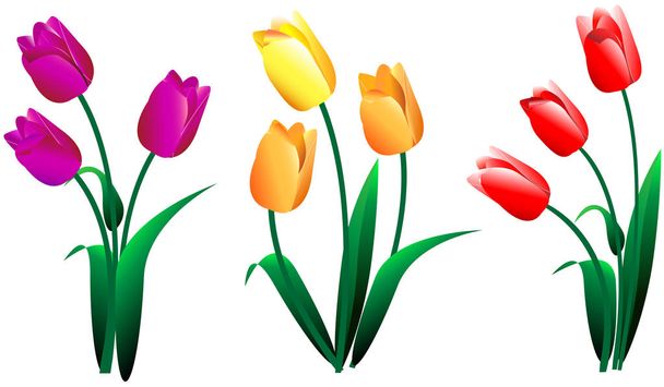 Set of different blossoming beautiful colorful tulip flowers for decoration and decoration, exclusive design - Vector, imagen