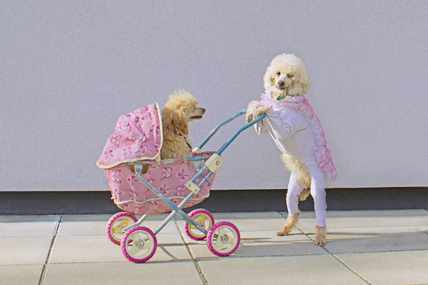 Μαμά-σκύλος ρολά το παιδί του σε μια ροζ baby μεταφορά στο δρόμο - Φωτογραφία, εικόνα