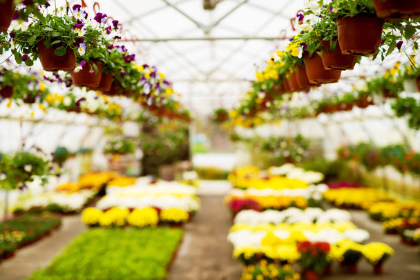 visión borrosa de gran invernadero lleno de flores diferentes de colores
 - Foto, Imagen