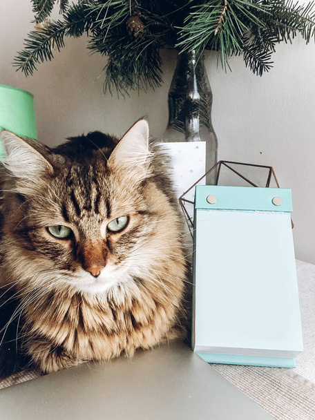 aranyos macska ül asztal. Maine coon, furcsa és érzelmek ül asztal üres kártya  - Fotó, kép