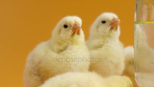 little chicks eating and drinking on yellow background - Materiał filmowy, wideo