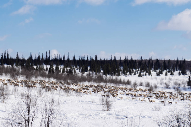 no extremo norte, ao longo do campo coberto de neve, uma manada de veados selvagens
 - Foto, Imagem