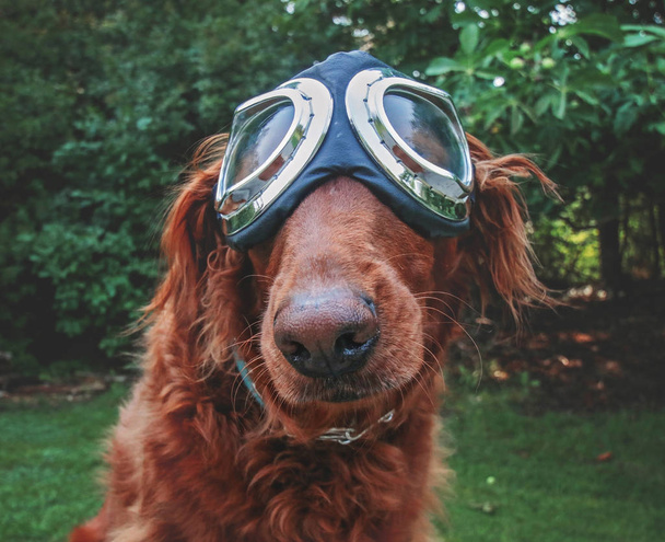 an adorable golden retriever sitting in a park with aviator goggles on toned with a vintage retro instagram filter  - Φωτογραφία, εικόνα