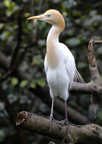 Grue est vu dans Kuala Lumpur Bird Park, Malaisie
 - Photo, image