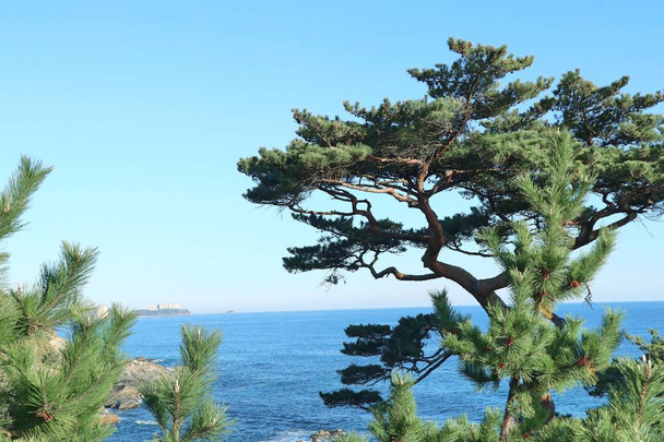 πεύκο στην Κορέα - Φωτογραφία, εικόνα