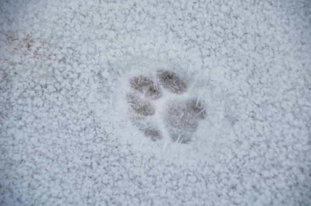 Niewielkie rozmiary zwierząt na biały świeży śnieg w zimie - Zdjęcie, obraz