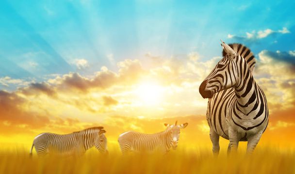 Zebry na afrykańskiej sawannie o zachodzie słońca. Dzikich zwierząt. - Zdjęcie, obraz