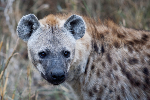 Hiena manchada en el Parque Nacional Kruger, Sudáfrica - Foto, Imagen