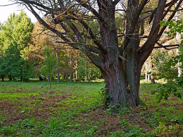 Παλιά ιτιά δέντρο στο πάρκο - Φωτογραφία, εικόνα
