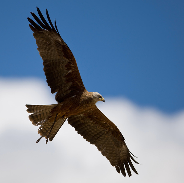 Γεράκι με απλωμένα φτερά κάτω από τον συννεφιασμένο γαλάζιο ουρανό - Φωτογραφία, εικόνα