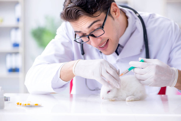 Vet γιατρός εξέταση κουνέλι στο νοσοκομείο κατοικίδιων ζώων - Φωτογραφία, εικόνα